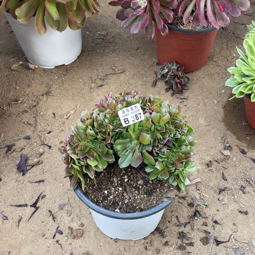 387柠檬多肉法师断枝不包