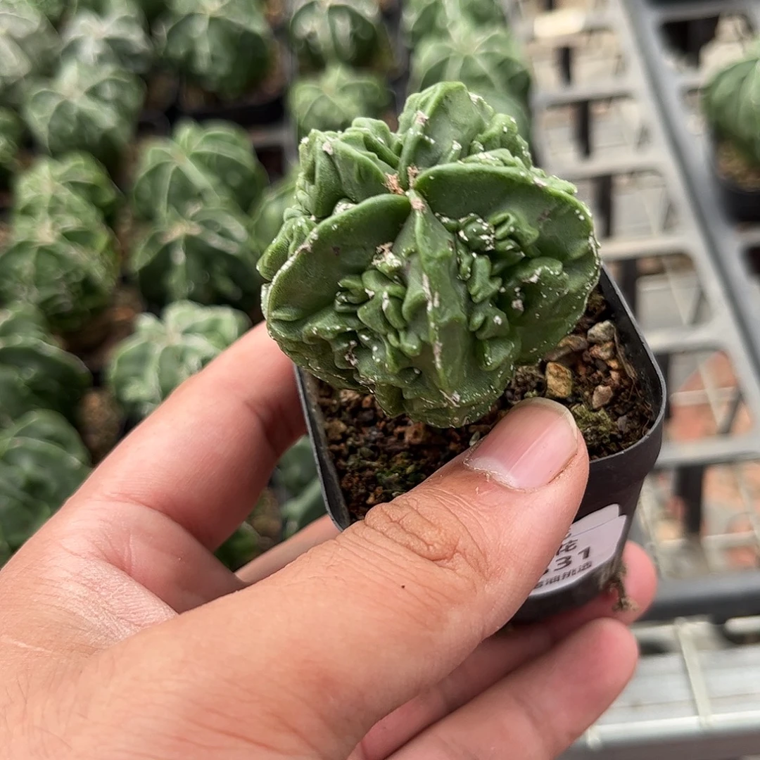 109531一物一拍发货有根