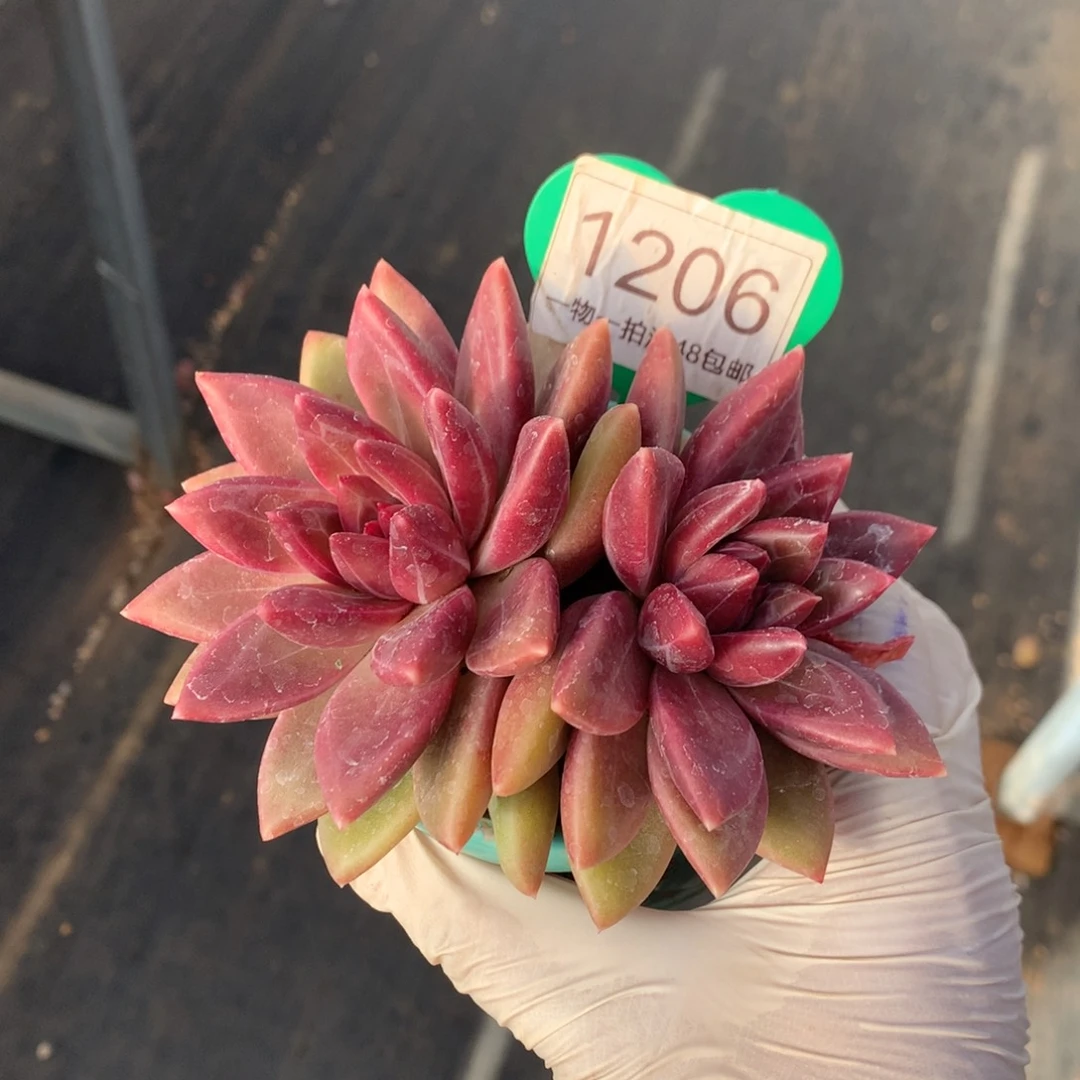 迷雾泡泡无砍双头1206