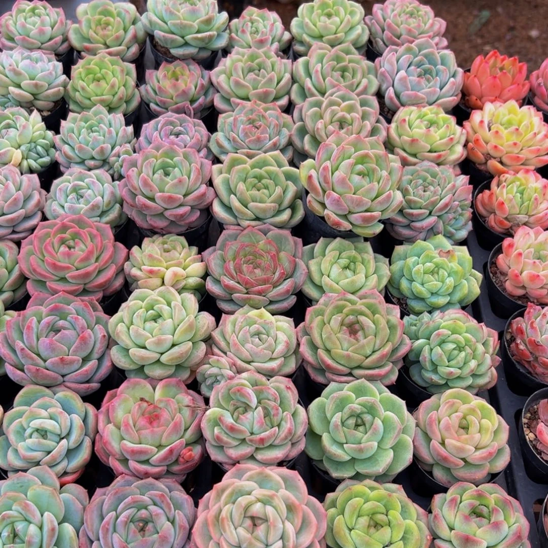 G***z264多肉植物和各种动物