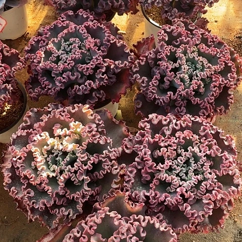 一*海12号包菜女王7棵