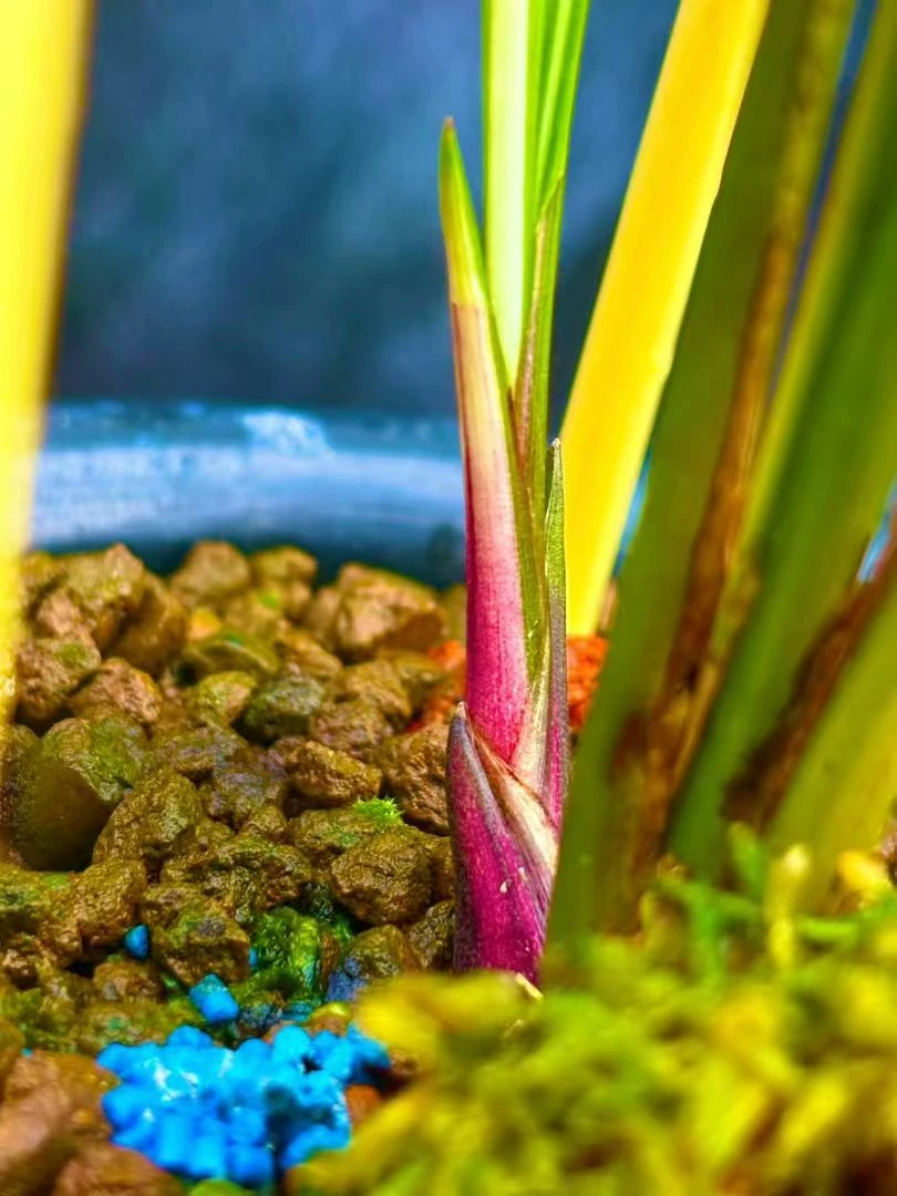 兰花绿植一物一拍