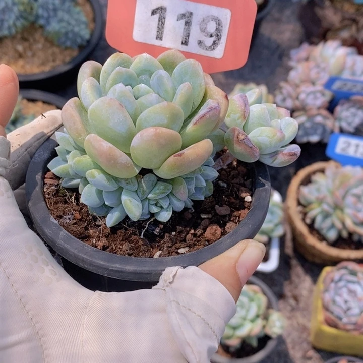 芸*119多肉植物1111