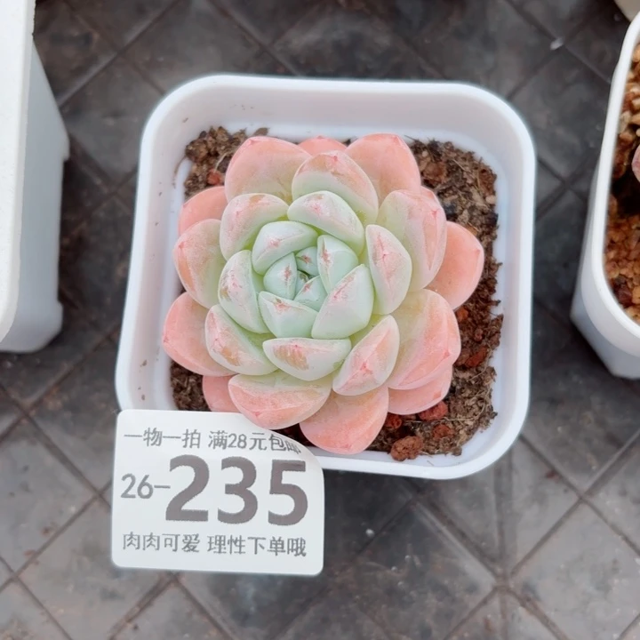 冰玉无盆土发货多肉