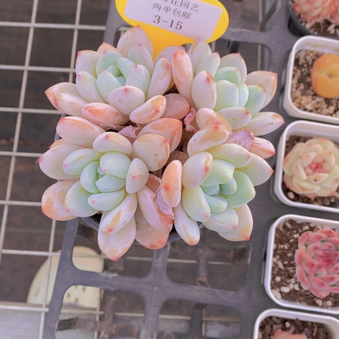 3-15-精品丸叶冷香多头一个