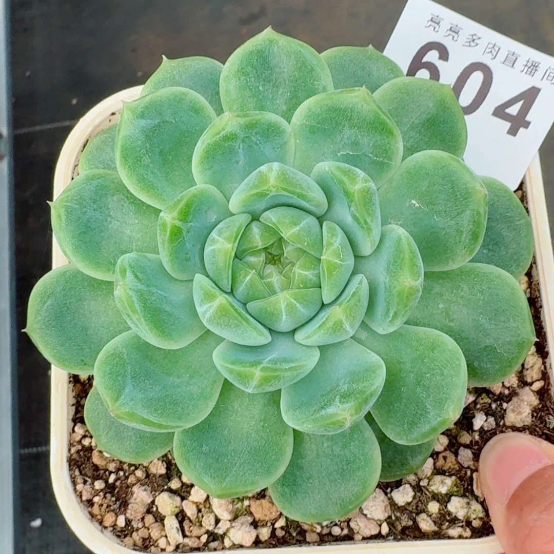 泼天财富            精美多肉植物