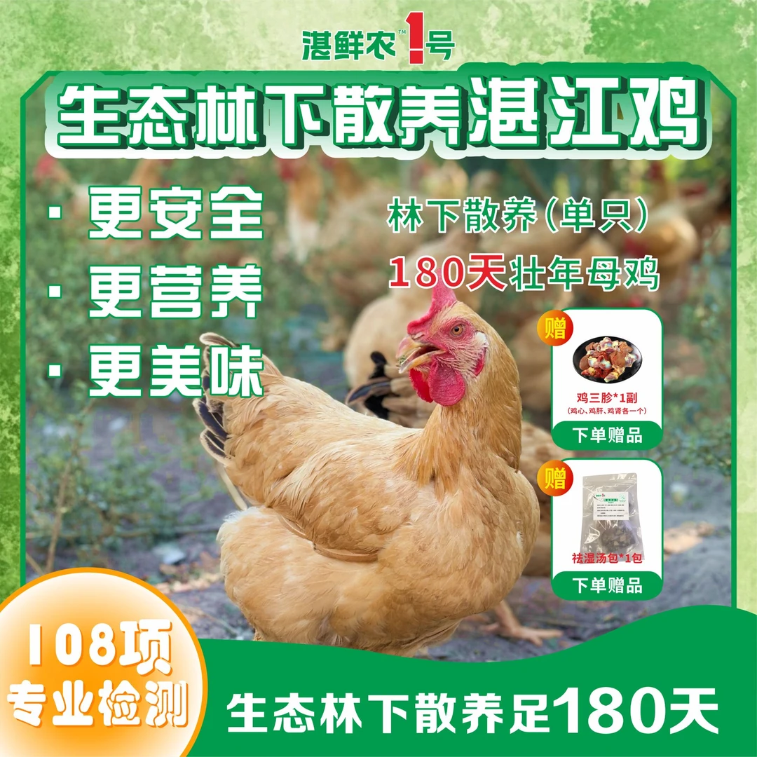 湛鲜农1号【1只林下散养足180天壮年母鸡】-送汤包