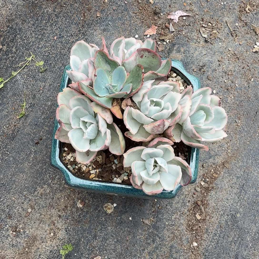 伯克利锦带盆多肉植物