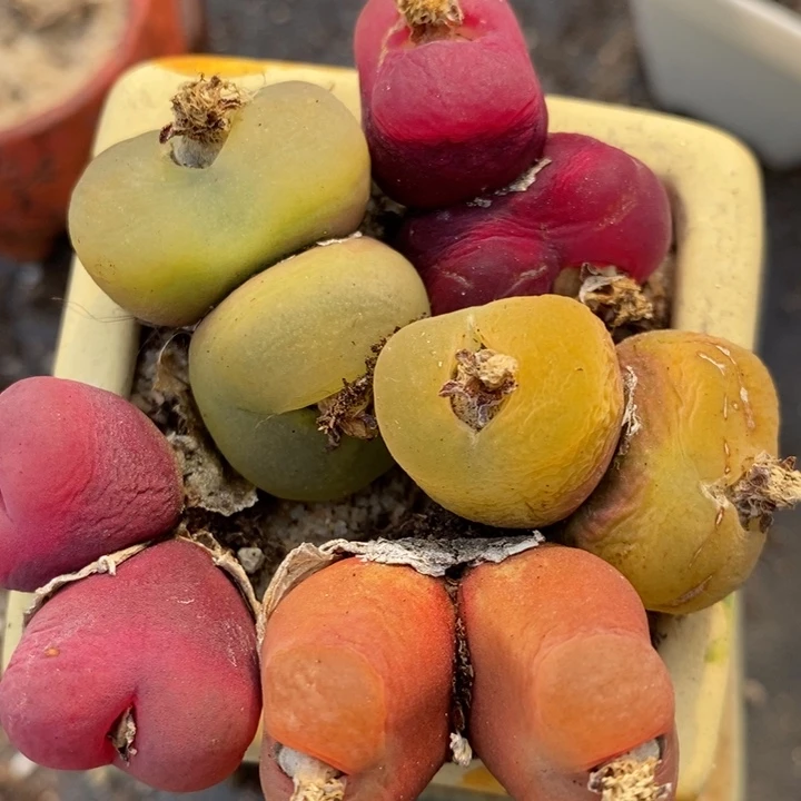 1793彩蟠桃双头一组