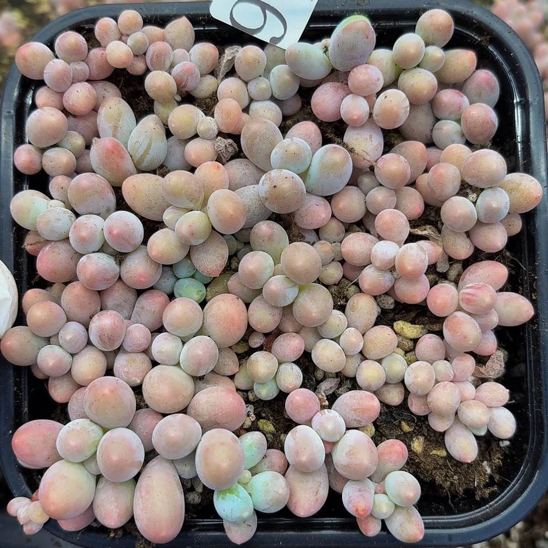 多肉植物多肉植物917