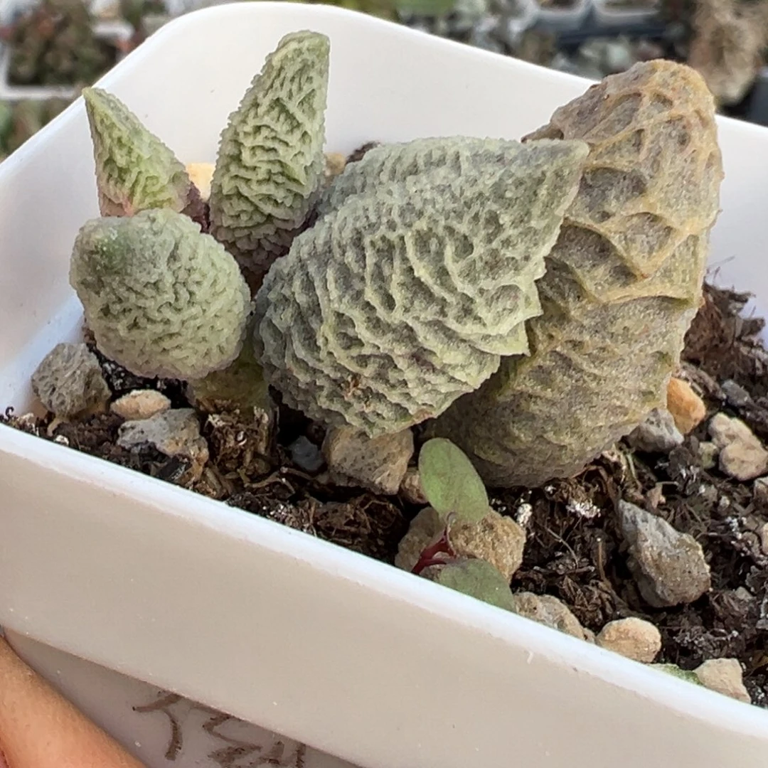 58短胖倒刺老桩水泡