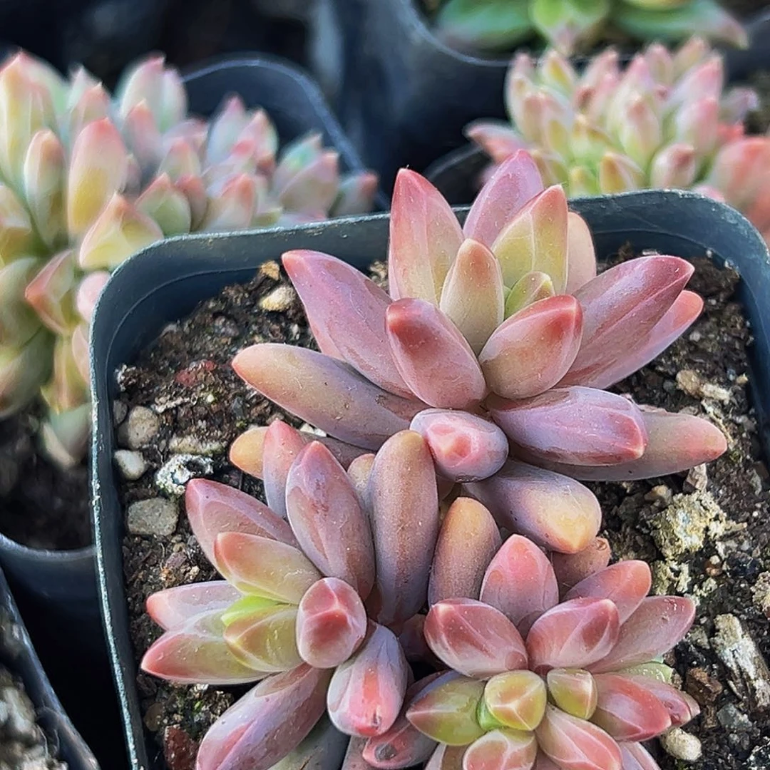 海蓝美人系列多肉植物