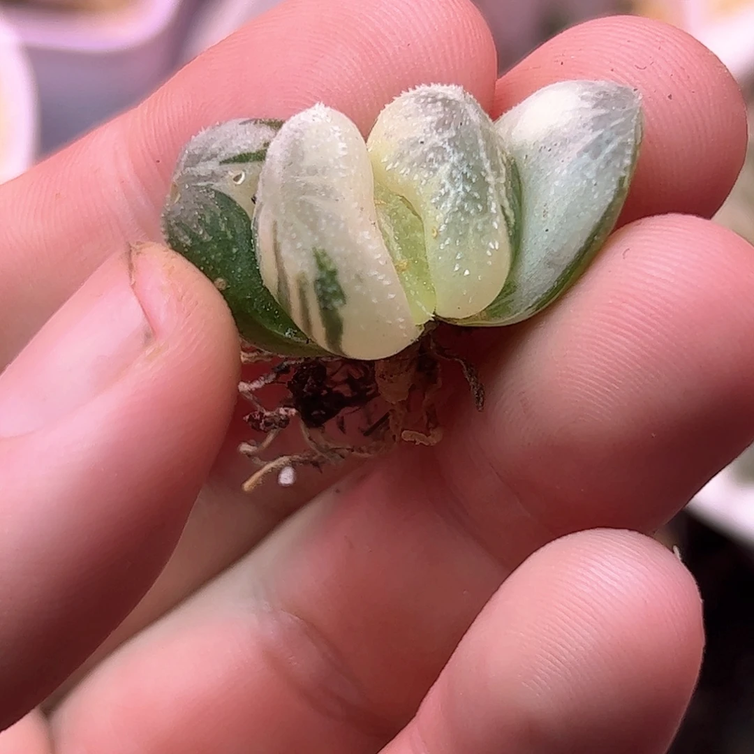 白帝城巨大儿糊斑