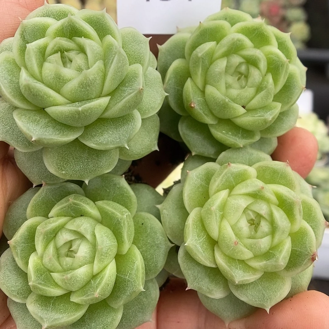 一物一拍一物一拍925-151