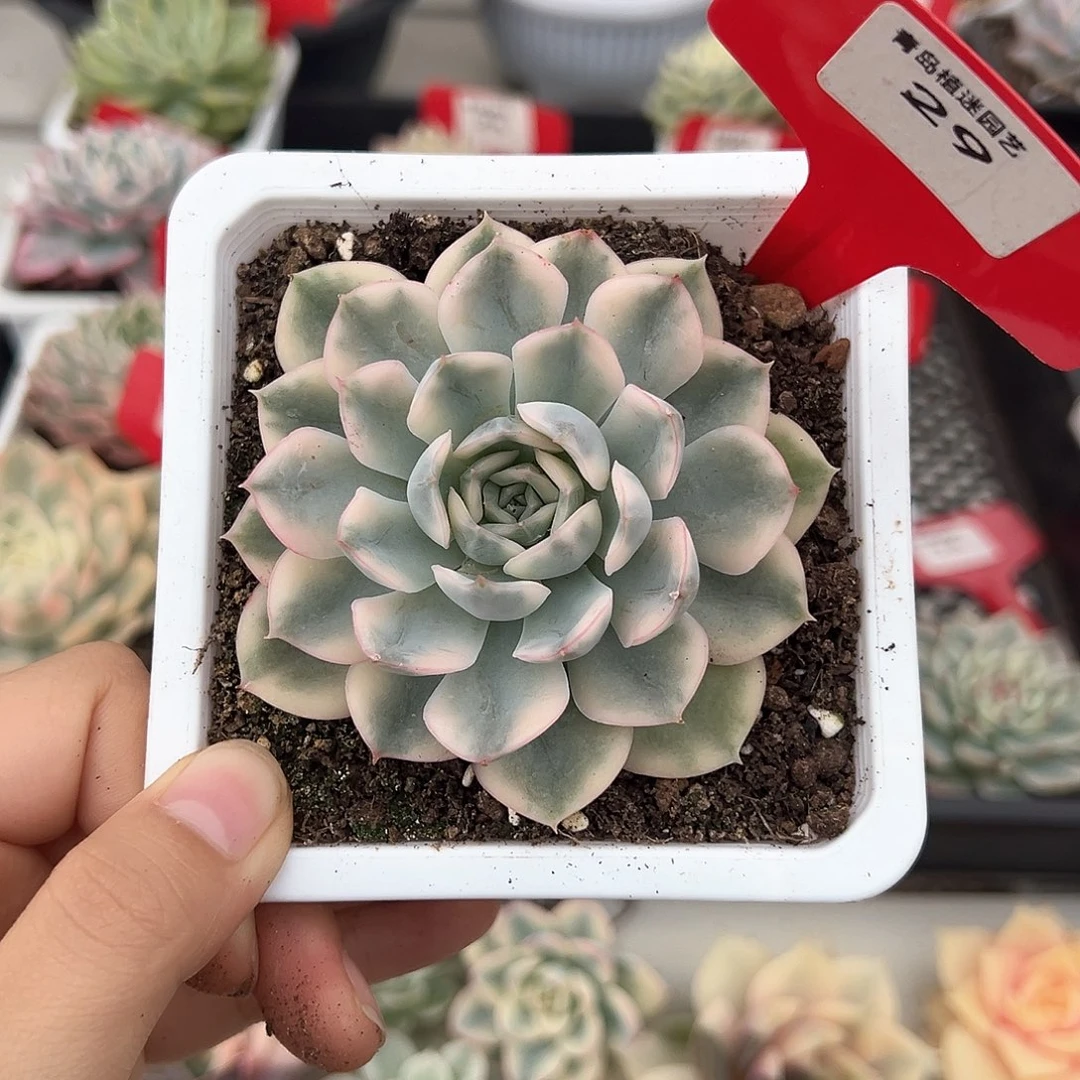 29号月亮仙子锦多肉植物