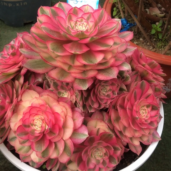 510倾城多肉法师