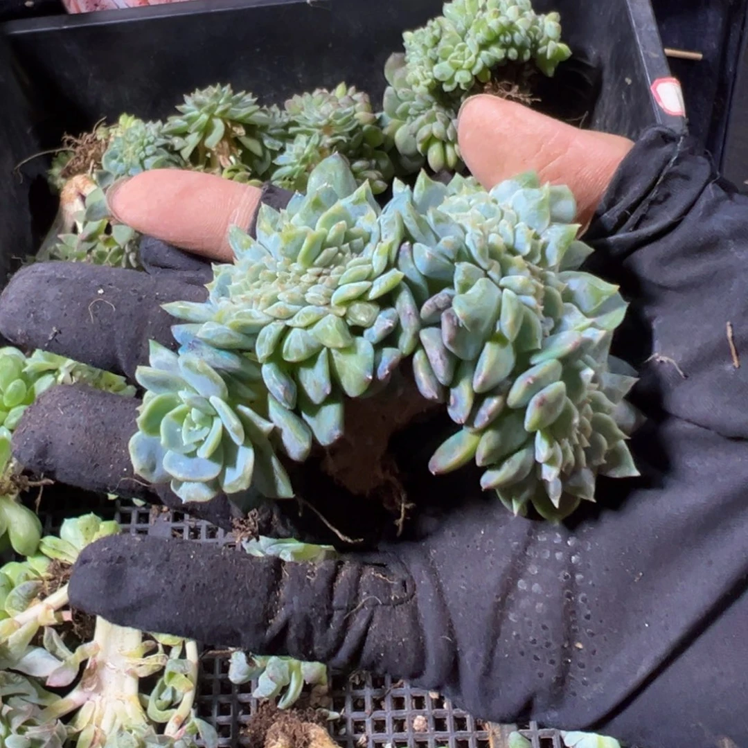 曹***菱草莓冰沙琥珀缀化