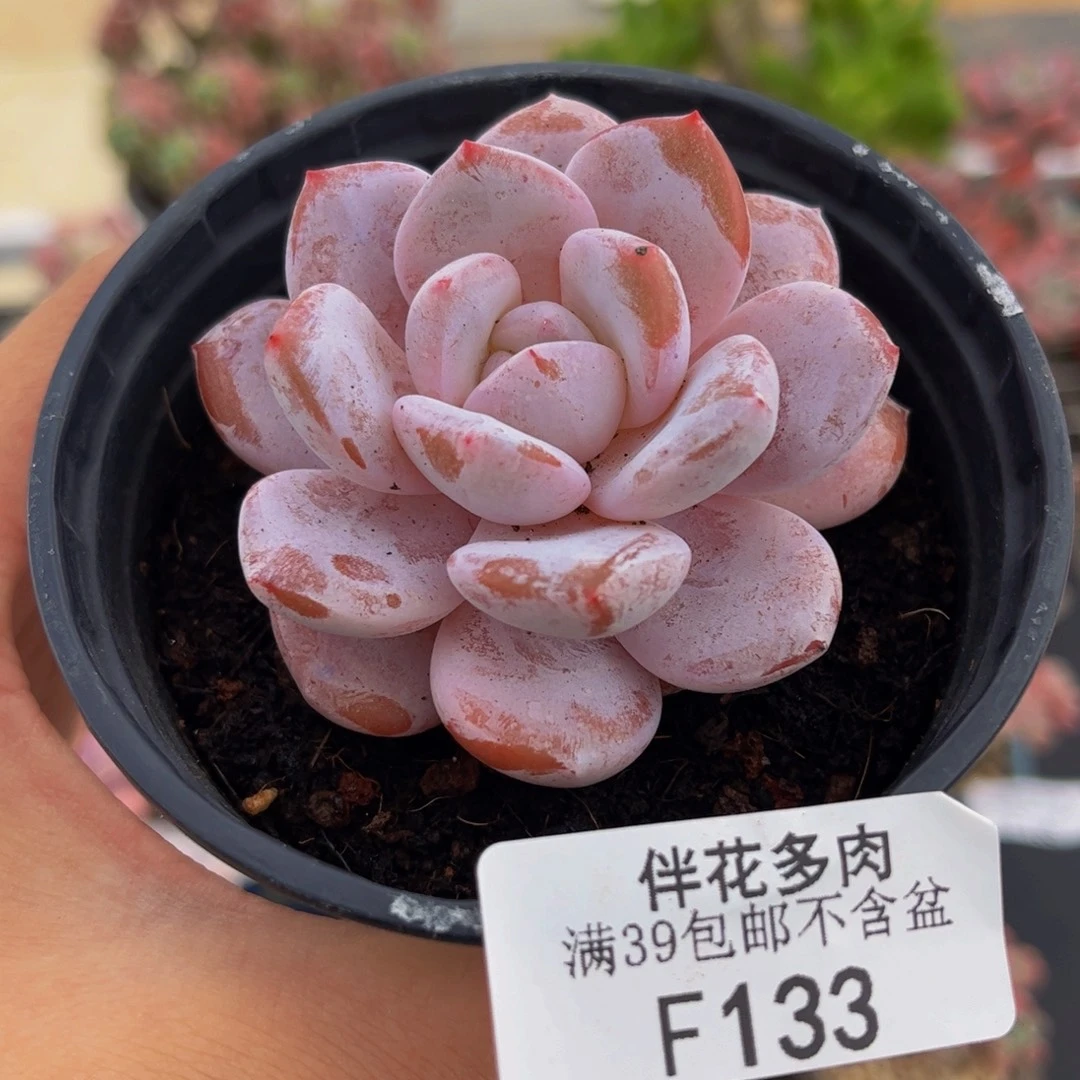 133-冰糕多肉5cm多肉