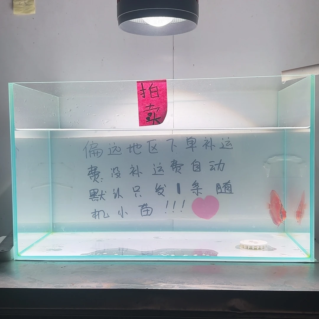 七彩神仙鱼肉身5-6左右，偏远地区不要拍