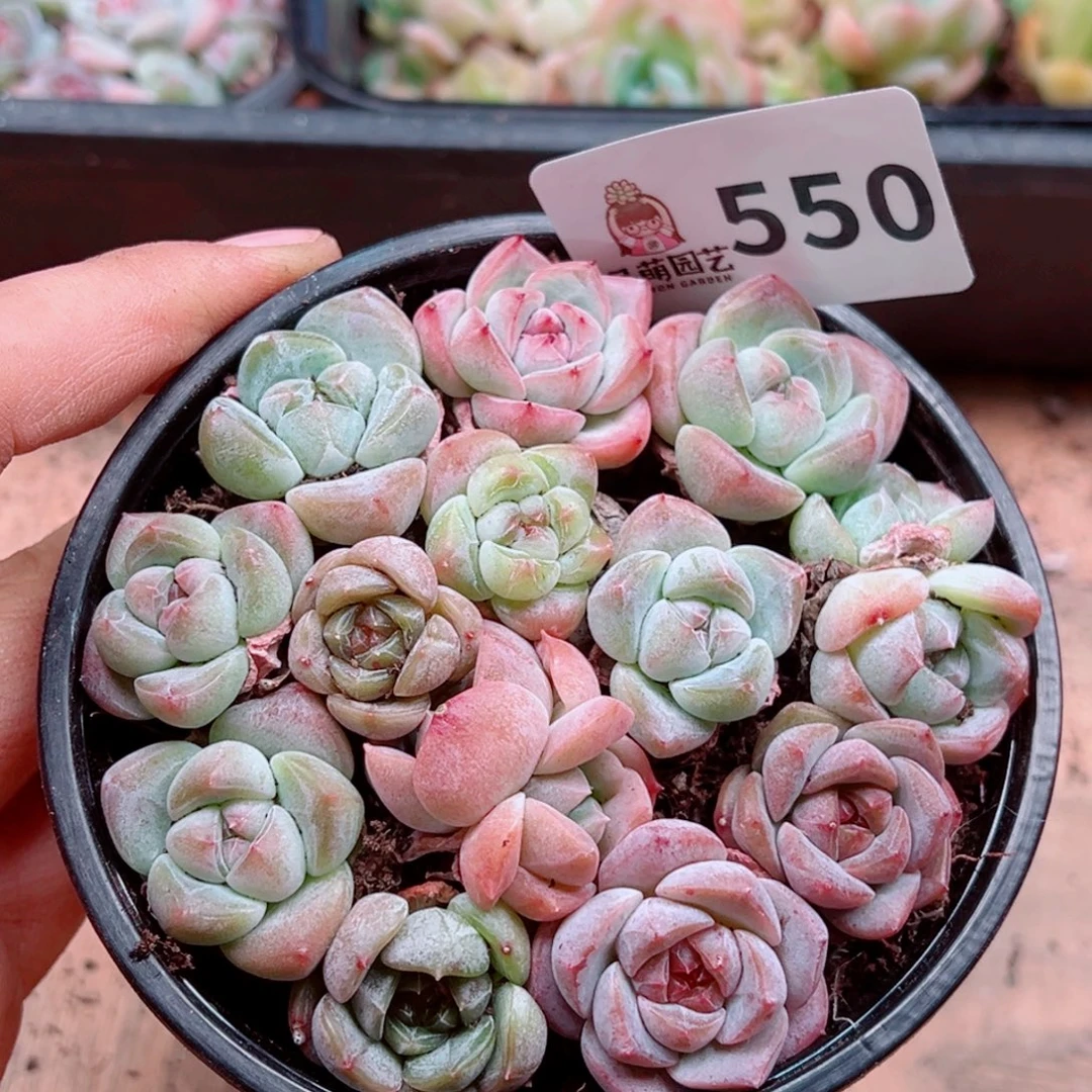 多肉植物多肉植物