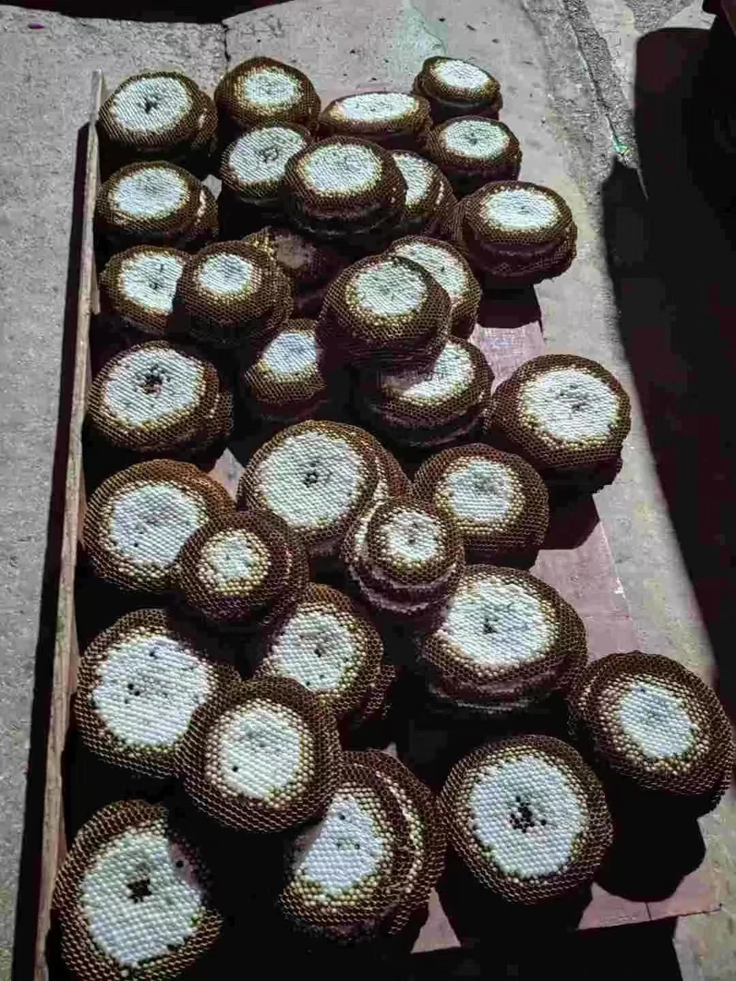 2025带巢称重马蜂树蜂黄脚七里