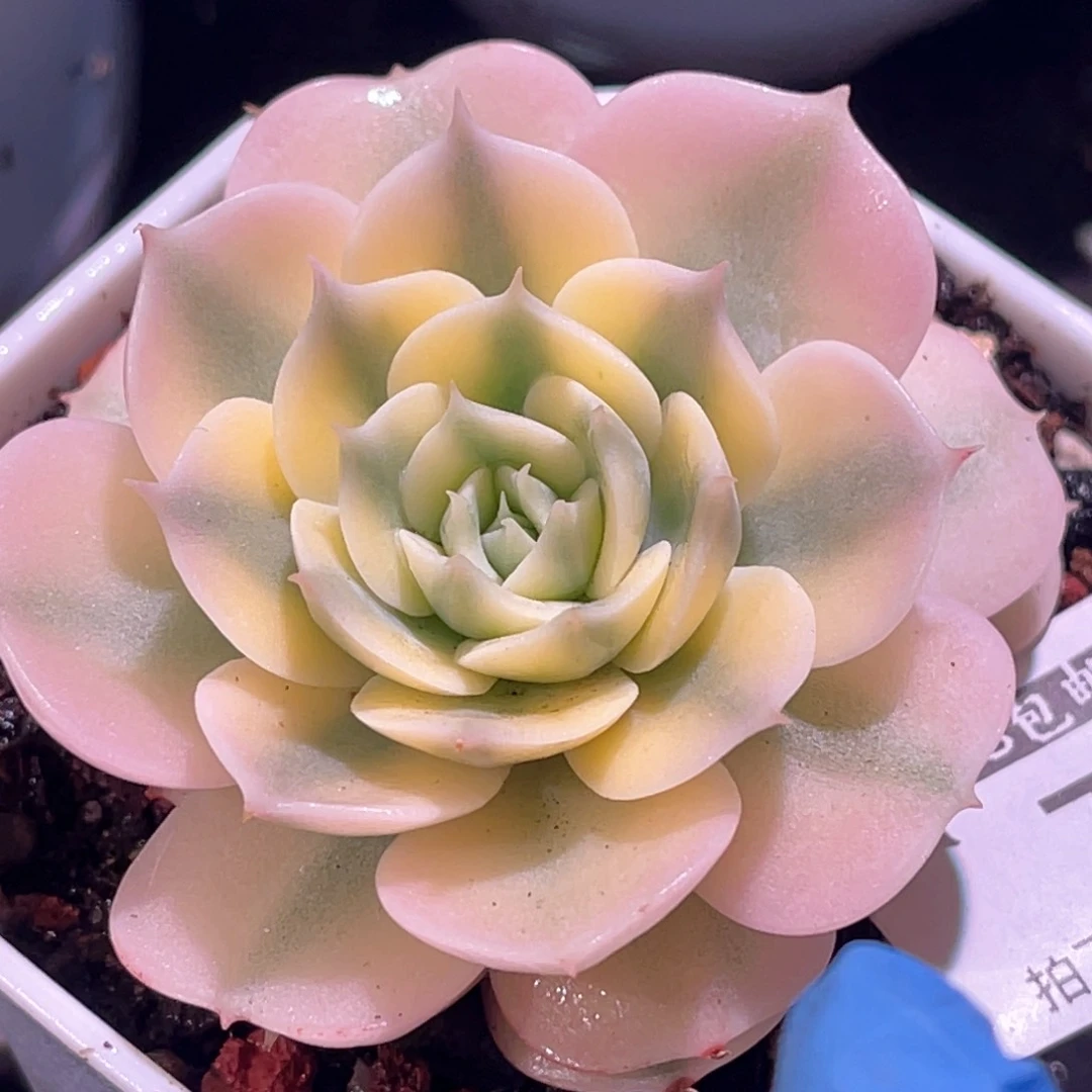 曼*多肉特价格拉卡锦