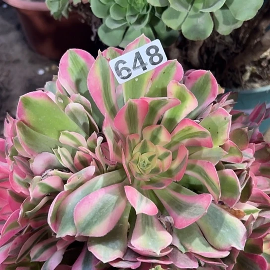 海****多肉植物一个香非