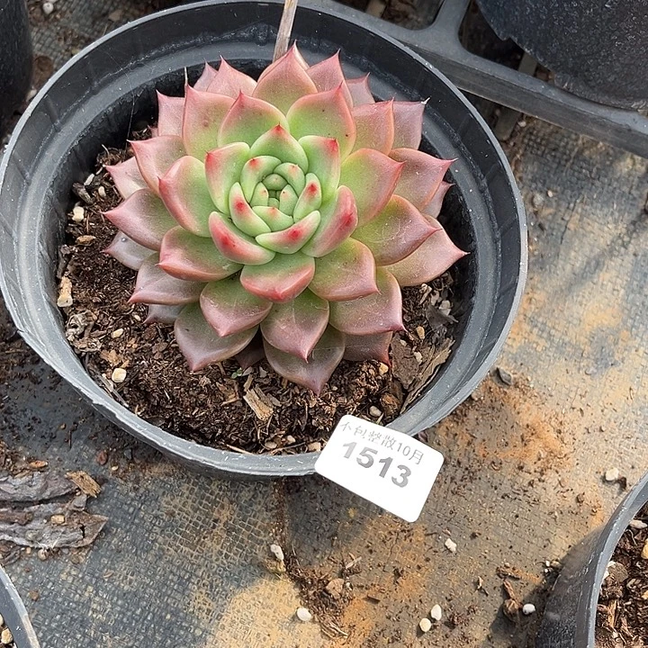 勇***你阿雅园艺。       1513