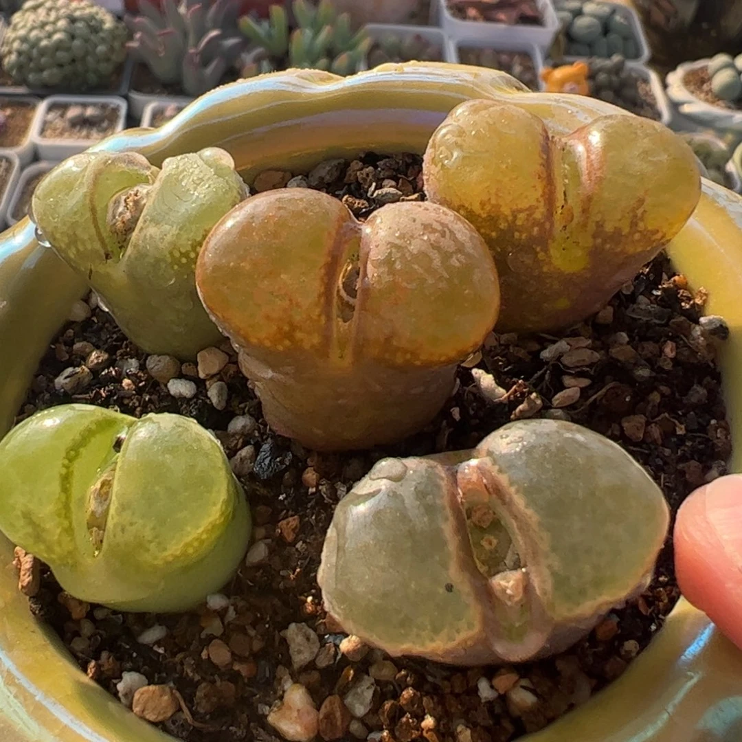5棵母本多肉植物百科