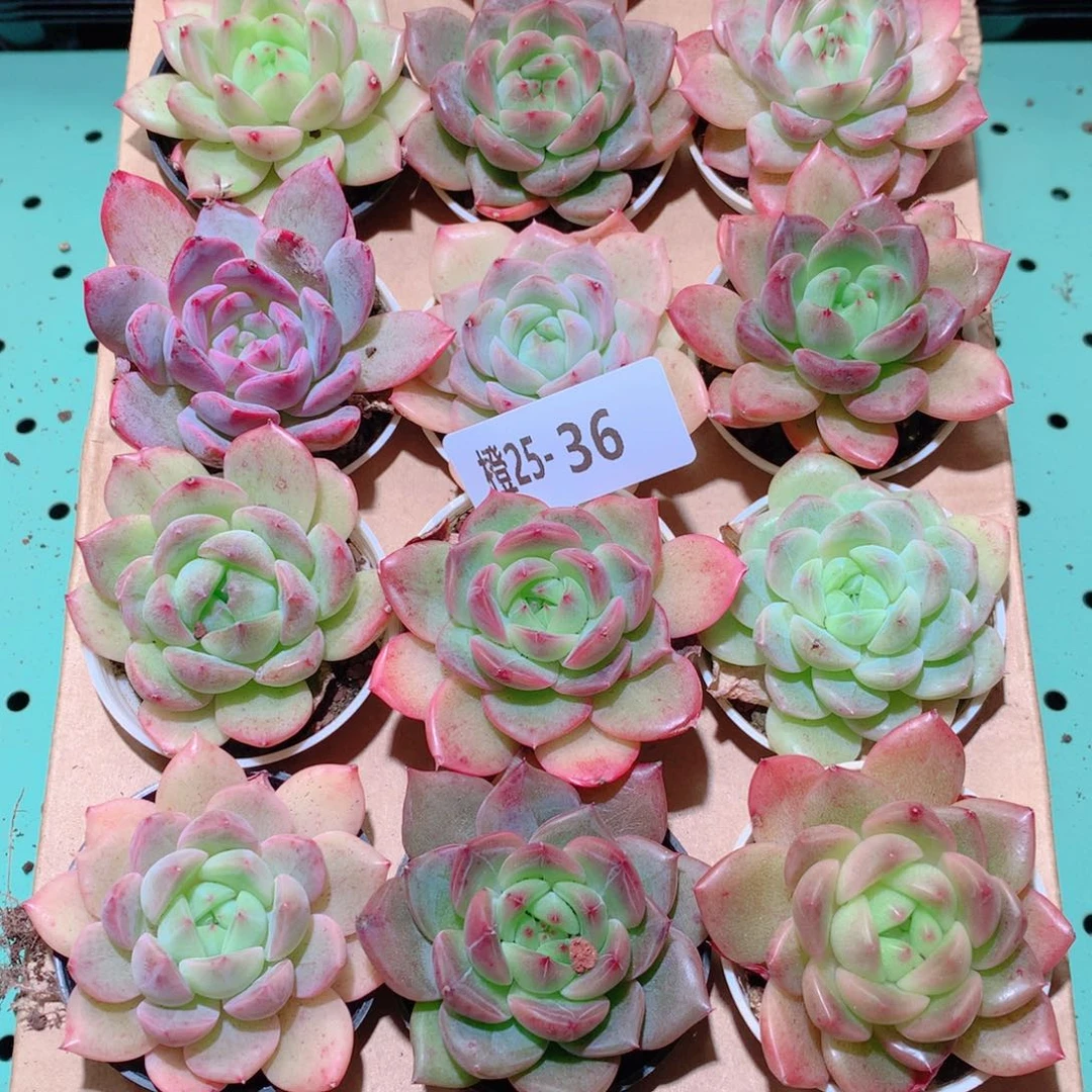 25-36一物一拍多肉带盆18颗