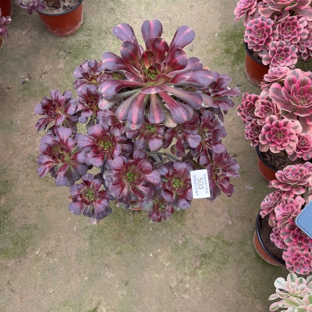 风***烟503丽娜中斑多肉植物
