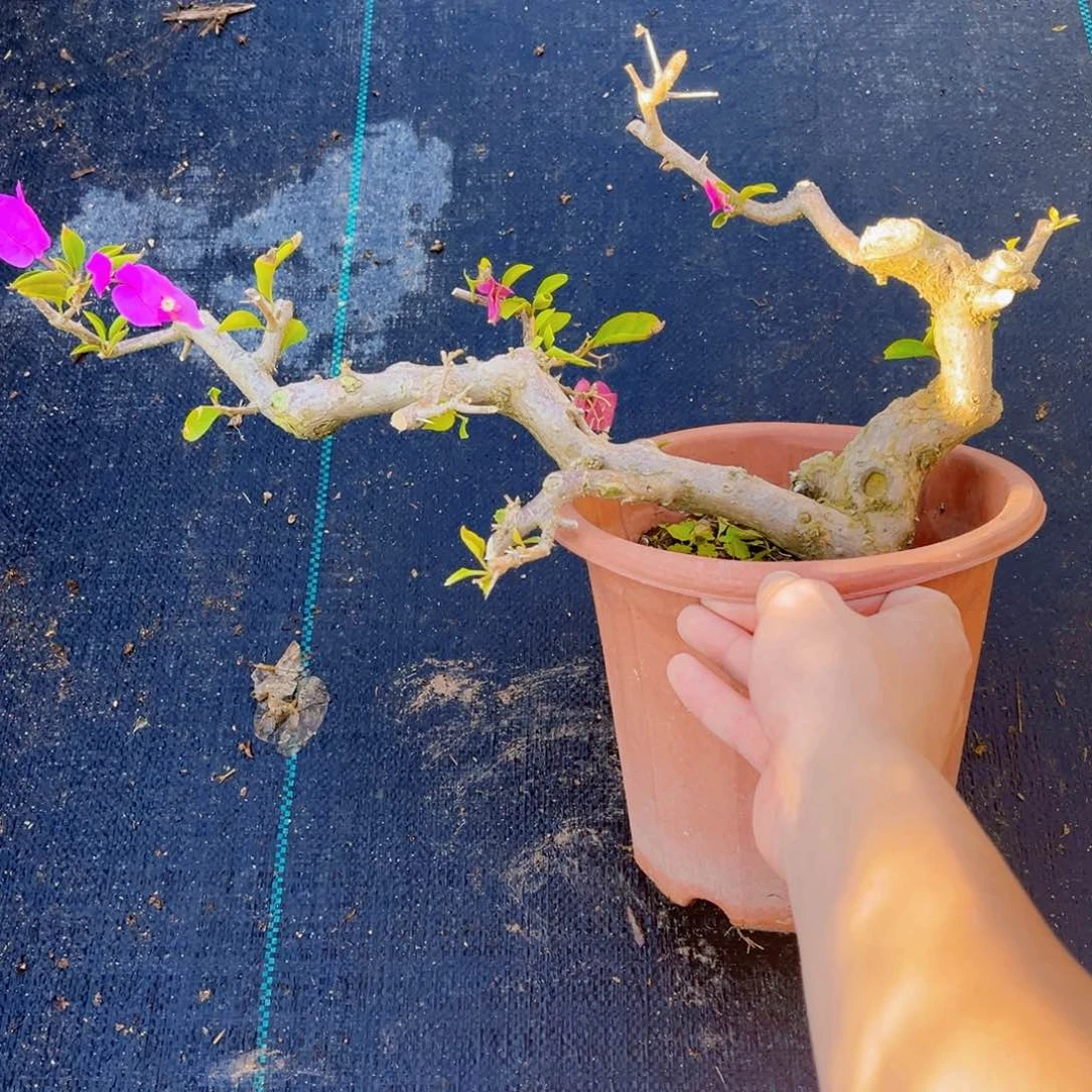 无花朵向****年小叶紫老桩