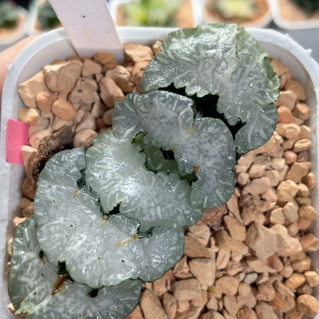122白熊玉扇。