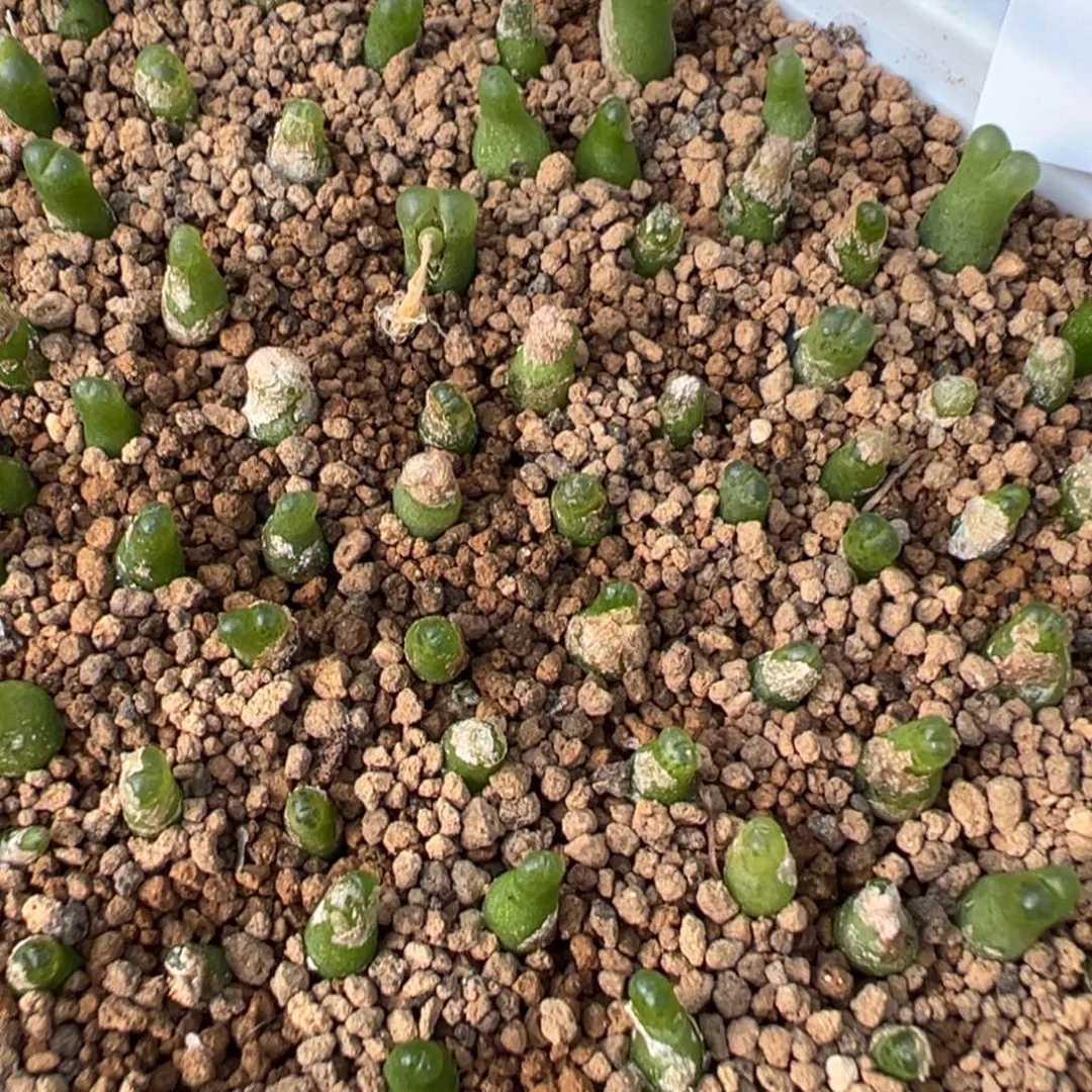 9-95量拍园艺小葫芦一颗。多肉