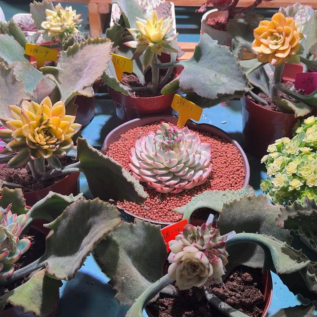 爪*爪大转盘转一次，不退不换