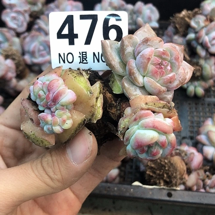 星影石榴籽福利出咯 476