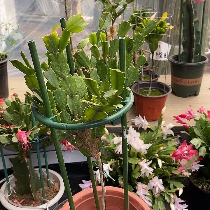 没****?紫色砂轮叶仙嫁接蟹爪兰一物一拍