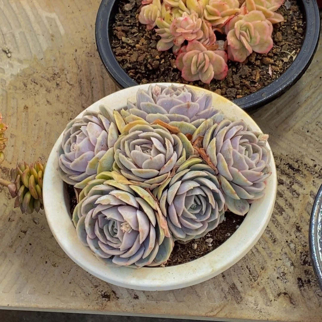 骄**侬48包邮一物一拍多肉