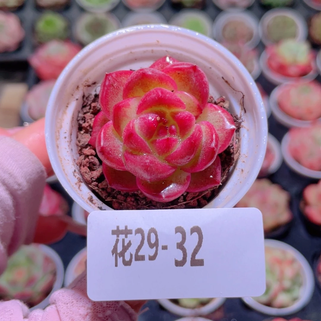花利美29-32新品单头