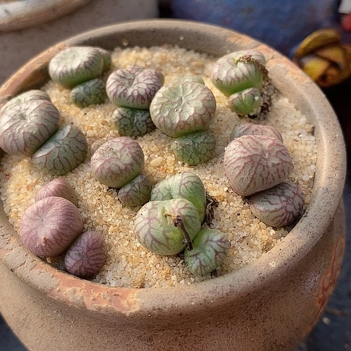 1323三头送奶工杂铅笔画一颗