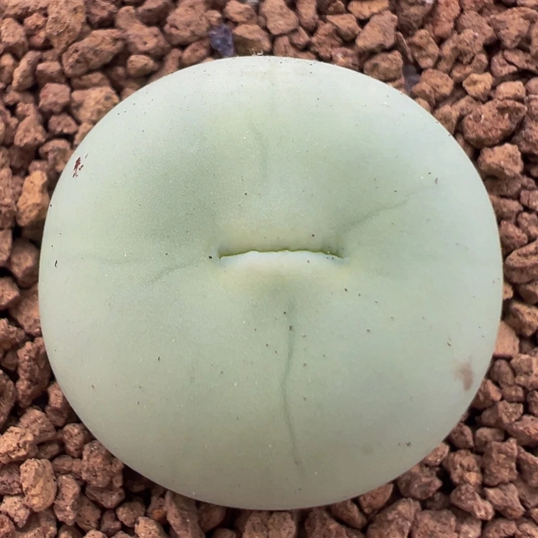 81多肉植物鸽子蛋