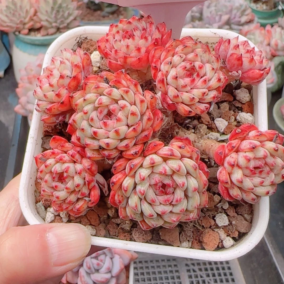 多肉植物8759……………
