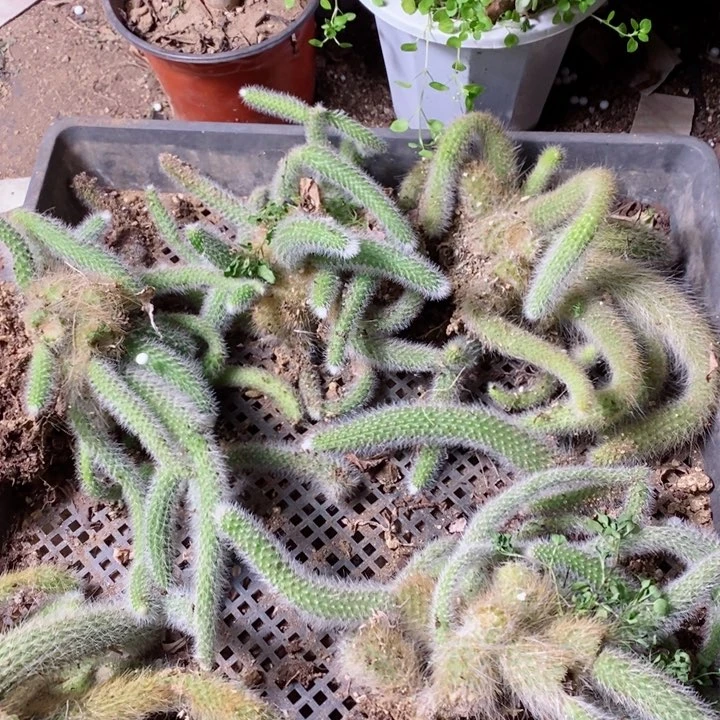 2颗老桩九尾狐送法师砍头包邮无售后