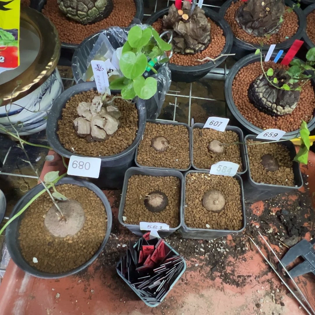 晓***耐多肉植物专拍 一物一拍 南非龟甲龙8888