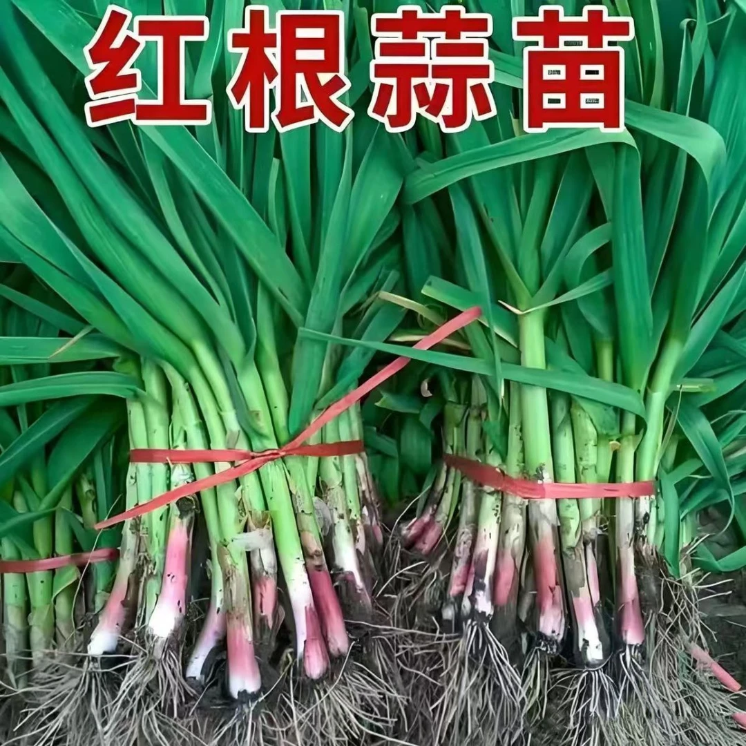 【红根蒜苗种子】正品四季宽叶蒜苗紫皮大蒜种籽耐寒红皮大蒜苗种子