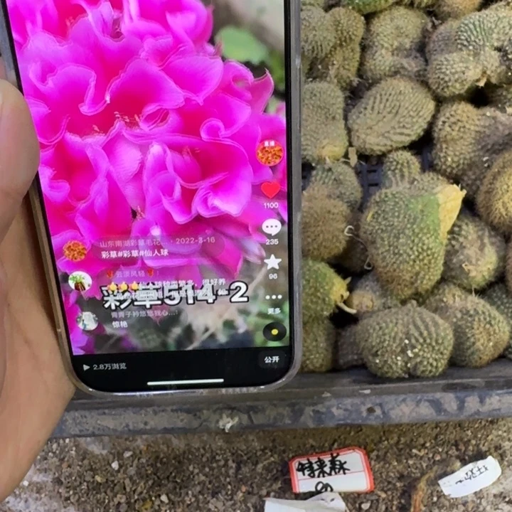 342彩草514.2缀化歪无根侧牙3公分左右不好，20包邮