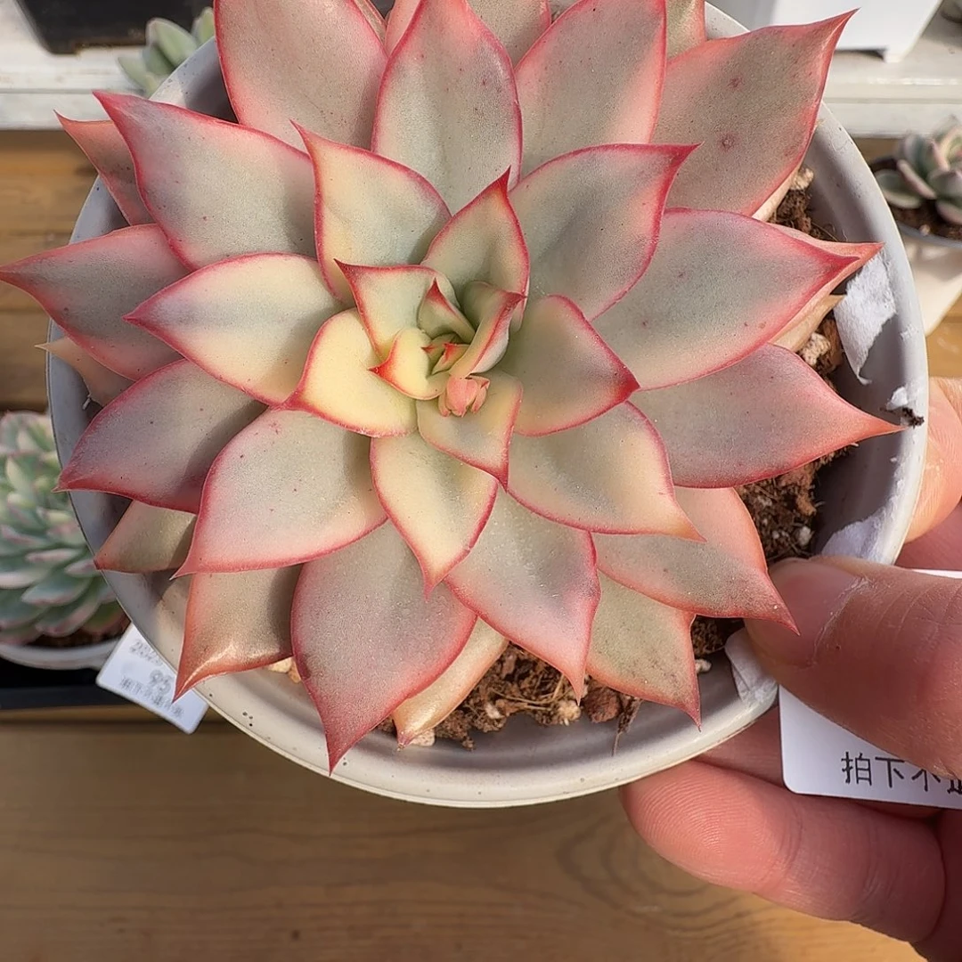 月光女神进1111128-91