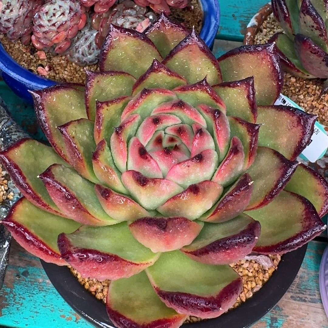 从前慢多肉精选编号1229.121