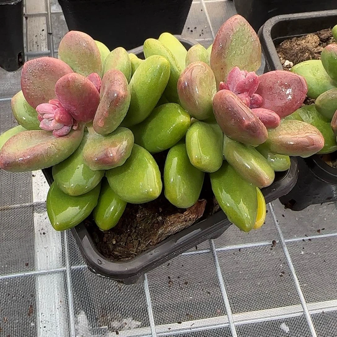 从前慢花园精选芒果奶