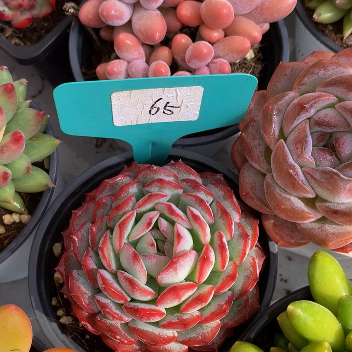 多肉植物727273737373